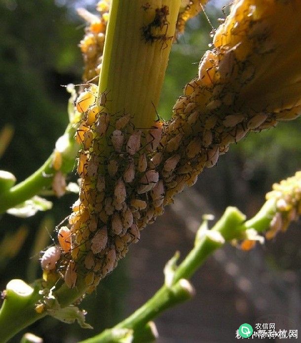 黄花菜如何防治蚜虫