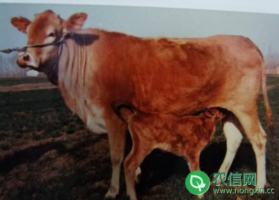 肉牛品种之南阳牛，产于南阳的优良肉牛品种(图1)
