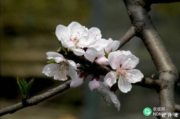 桃树用什么药剂保花保果