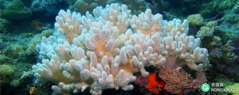 珊瑚需要清洗吗，怎么清洗才能清洗干净