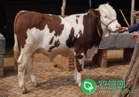 西门塔尔牛和夏洛莱牛哪个品种好？