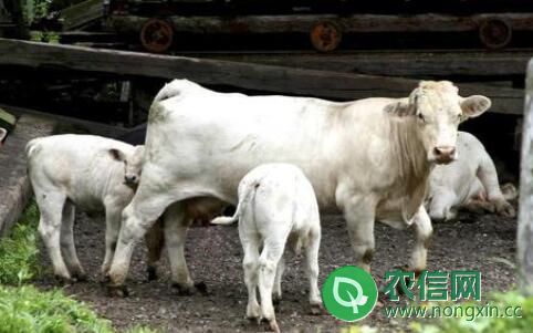 西门塔尔牛和夏洛莱牛哪个品种好？