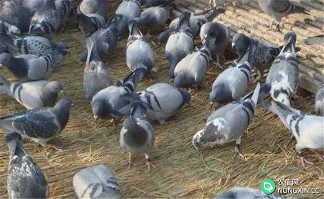 养殖鸽子要严格卫生管理