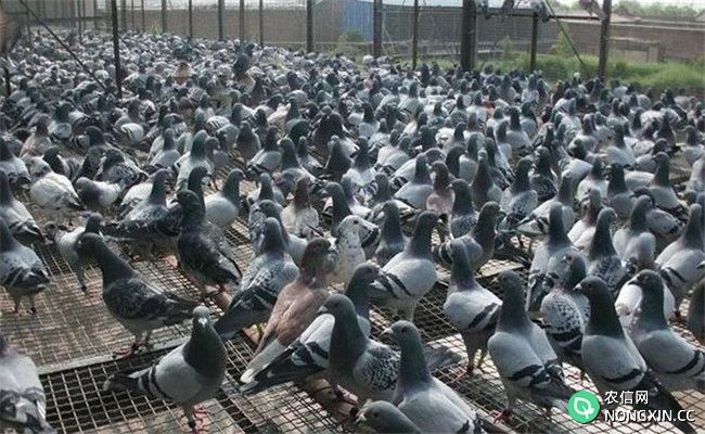 鸽子养殖场建设的要求