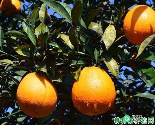 龙橙品种好不好
