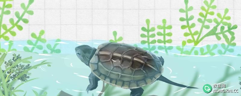 养草龟的水深应该是多深，应该用什么水