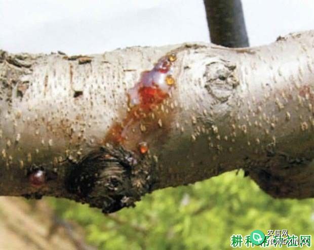 种植桃树如何防治桃树非侵染性流胶病