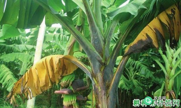 香蕉叶鞘腐 败病如何防治