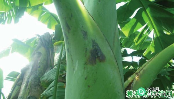 香蕉叶鞘腐 败病如何防治