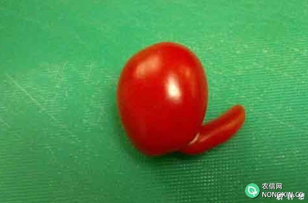 樱桃番茄（圣女果）畸形果怎么预防附图片