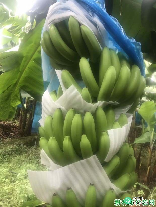 香蕉果实生长规律是怎么样