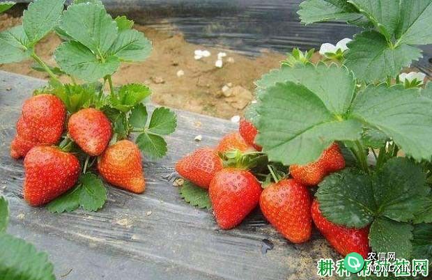 大棚种植草莓如何施二氧化碳气肥 什么时候施用最好
