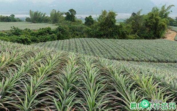 山坡地栽培菠萝高产技术要点