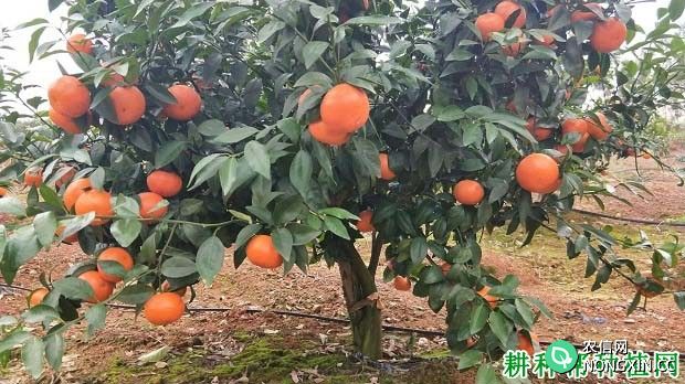 怎么样按柑橘的需肥特性施肥