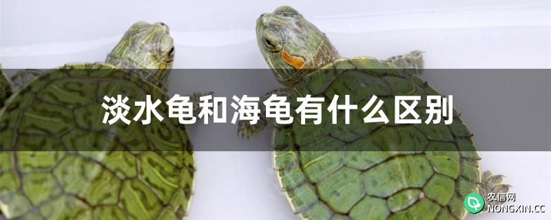 淡水龟和海龟有什么区别