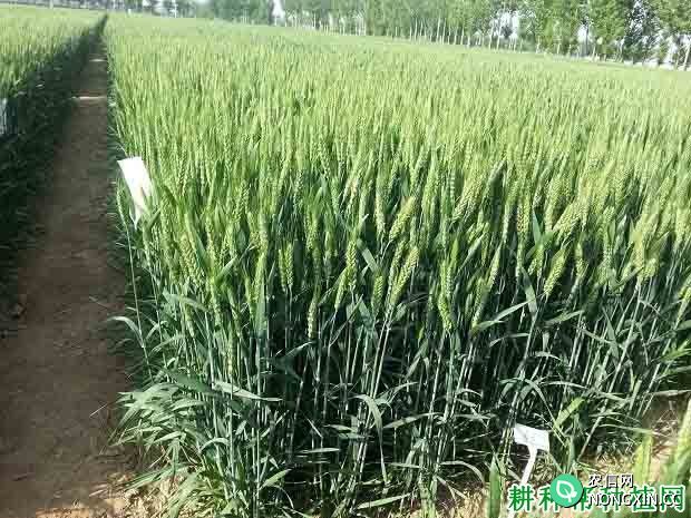 川农23春性小麦品种好不好