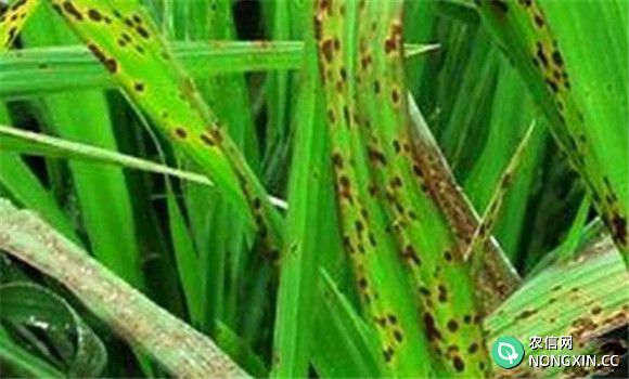 水稻胡麻叶枯病病原是什么