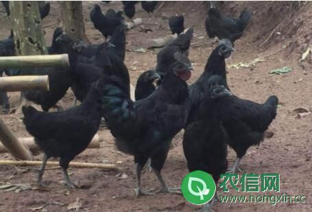 绿壳蛋鸡（五黑鸡）吃什么饲料