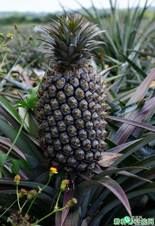 台农16号菠萝品种种植技术