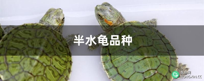 半水龟品种有哪些