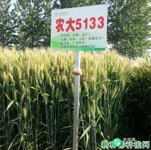 农大5133小麦品种好不好