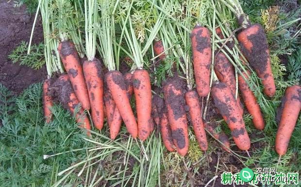 种植胡萝卜施肥时需要注意什么