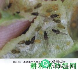 种植樱桃如何防治樱桃瘿瘤头蚜