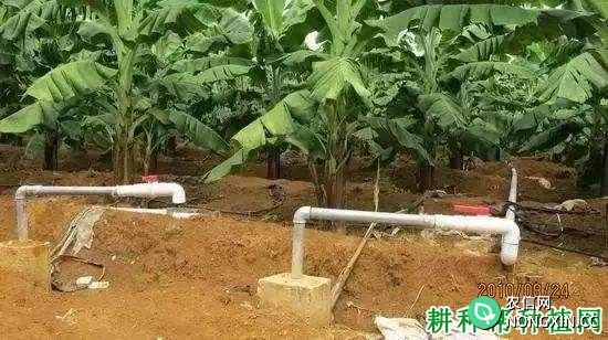种植香蕉使用滴灌水肥一体化有什么优点