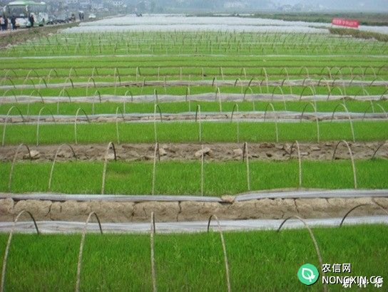水稻育苗期怎样管理