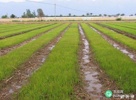 水稻育苗期怎样管理