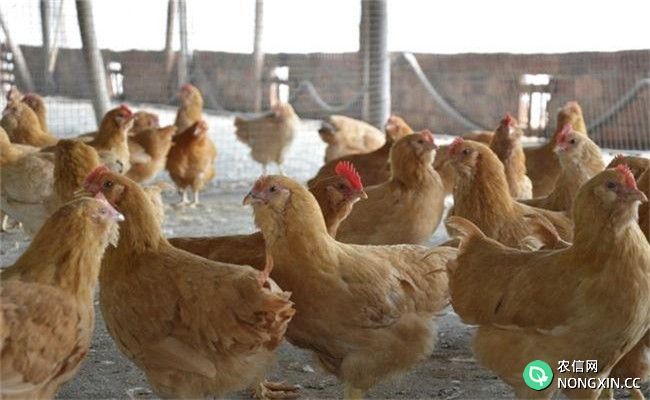 目前农村养鸡面临的主要问题