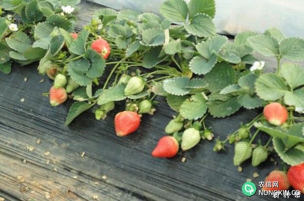 草莓重茬有哪些防治措施