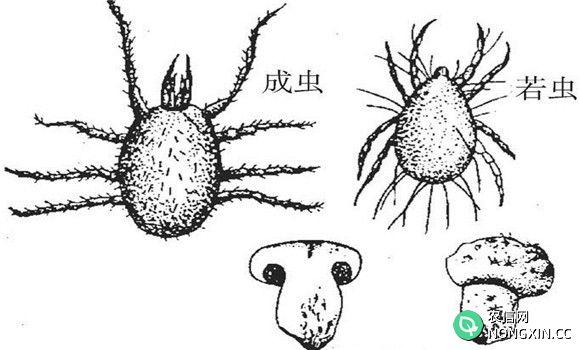 食用菌螨虫怎么能看出来