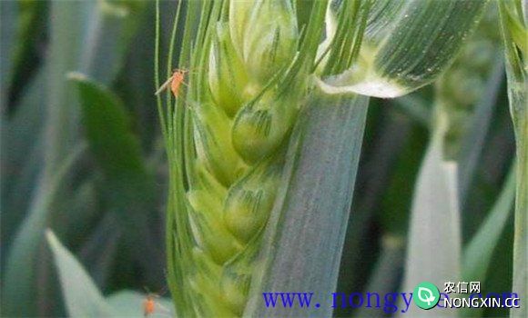 小麦吸浆虫防治的关键期