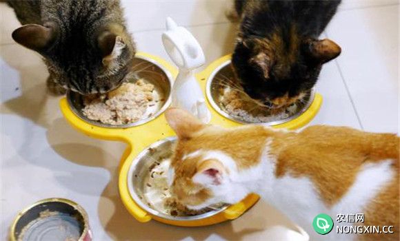 猫的饲喂与饮水要求