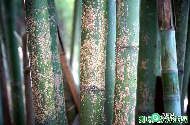竹蚧虫如何防治