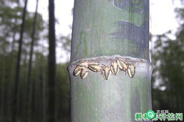 竹蚧虫如何防治