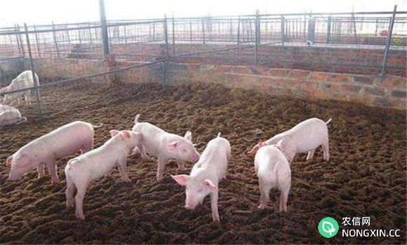 什么是发酵床养猪技术