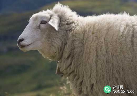 放牧羊群有哪些技巧