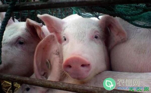 养猪的饲料成本，养一头猪饲料花费多少钱