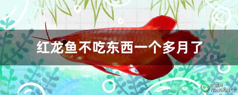 红龙鱼不吃东西一个多月了