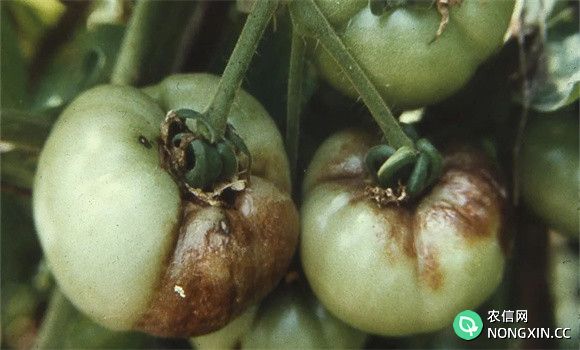 如何防治西红柿晚疫病