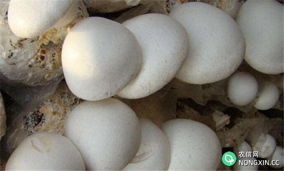 白灵菇生长的环境条件