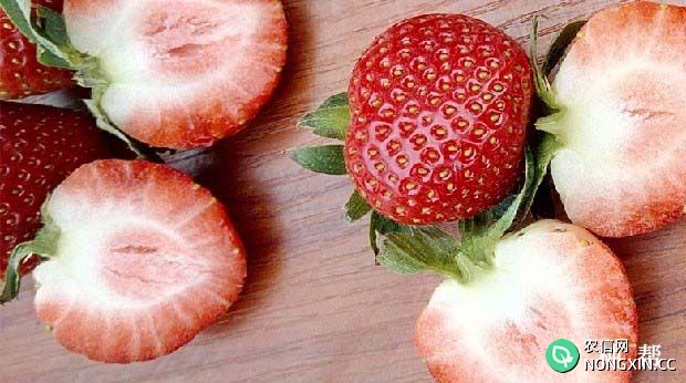 硕丰草莓品种怎么样亩产是多少