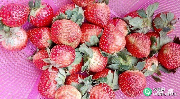硕丰草莓品种怎么样亩产是多少