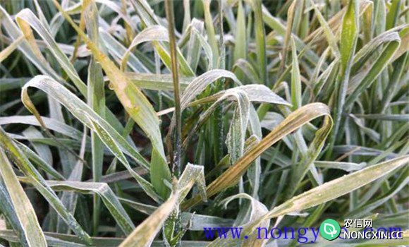 小麦冻害有哪些症状