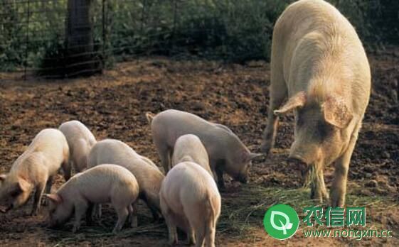 后备母猪的挑选技巧，体形好与繁殖性能高是重点