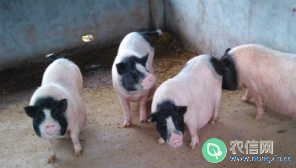 巴马香猪的种猪价格多少钱