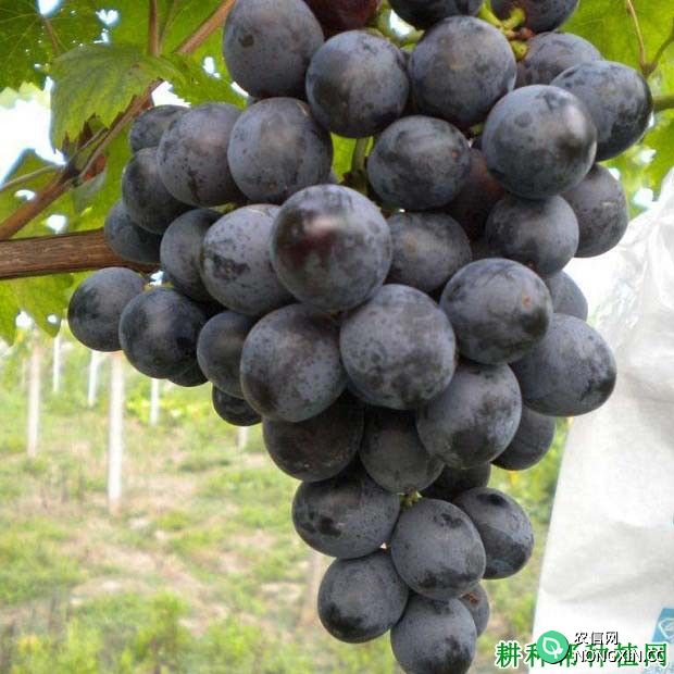 黑峰葡萄品种好不好 种植黑峰葡萄需要注意什么
