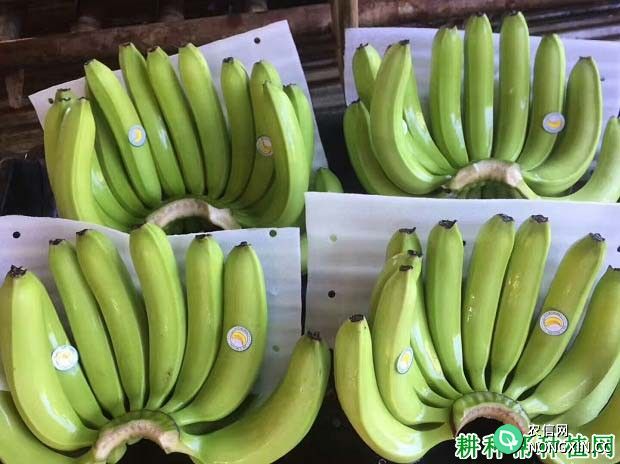 香蕉采后如何进行商品化处理